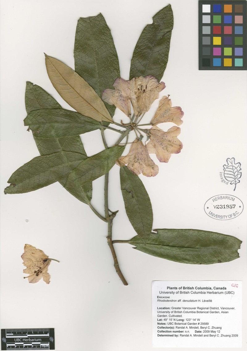 Rhododendron denudatum photo 3