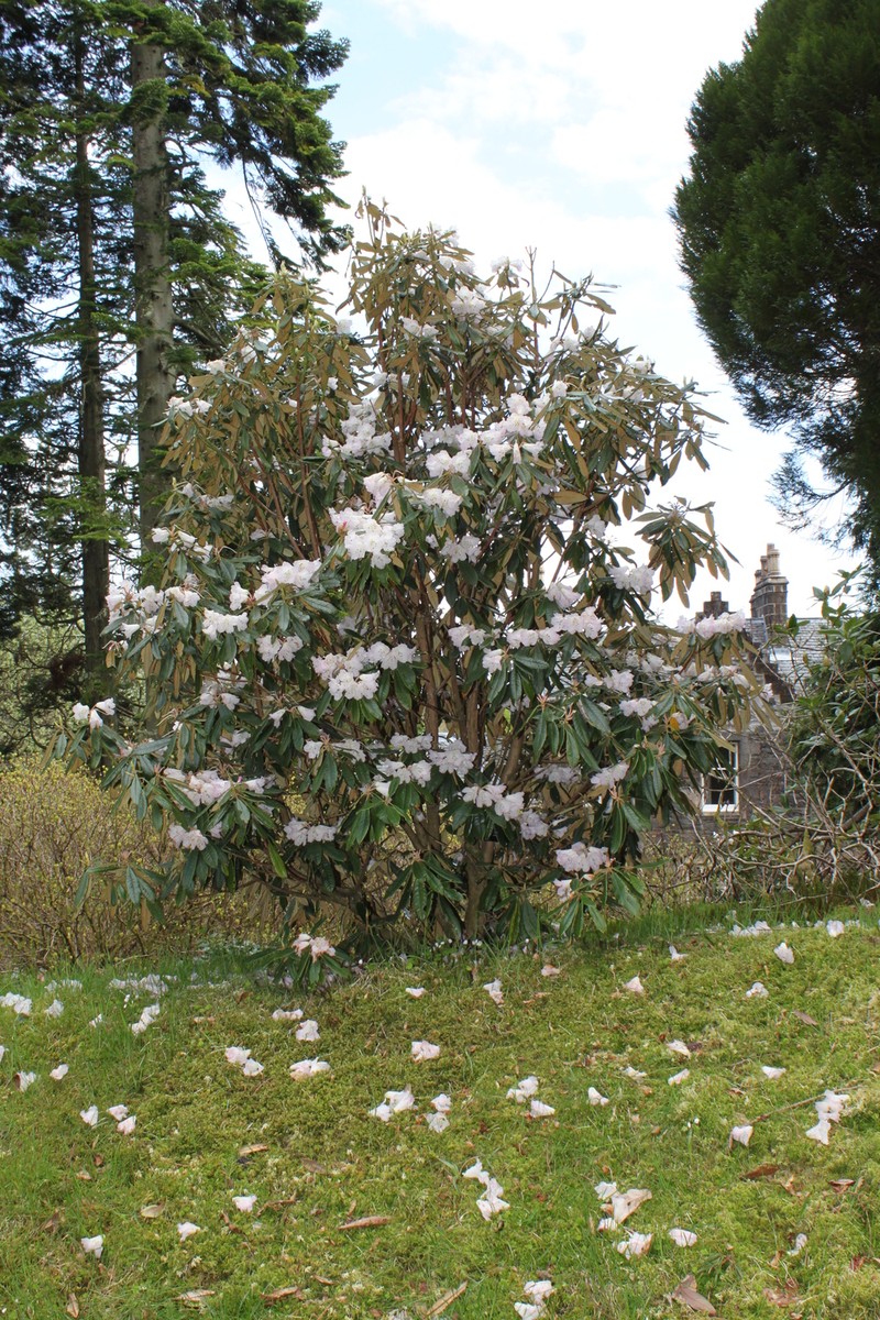Rhododendron denudatum photo 4