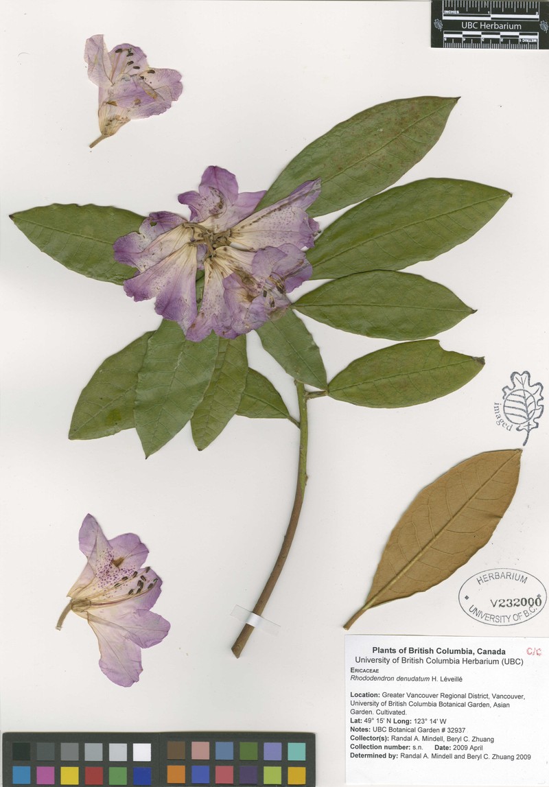 Rhododendron denudatum photo 5