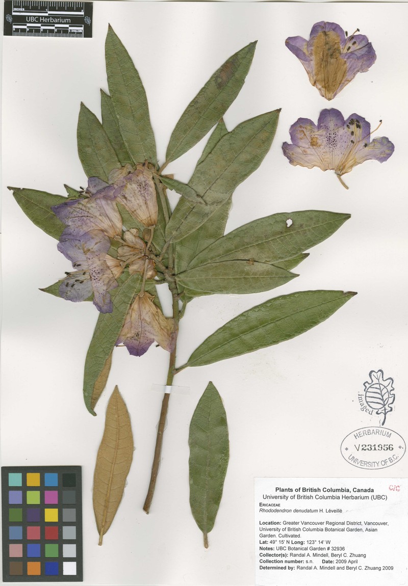 Rhododendron denudatum photo 6