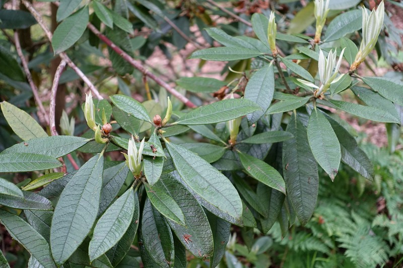 Rhododendron denudatum photo 7