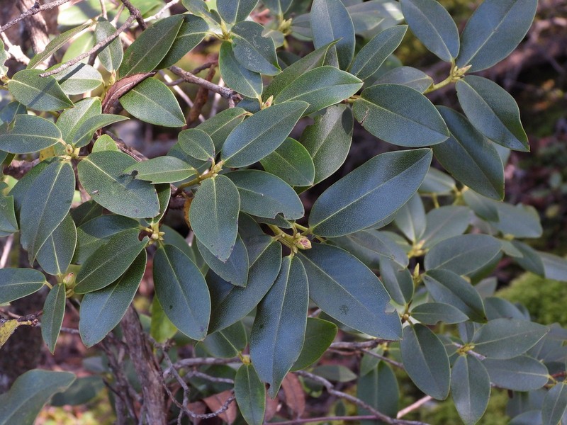 Rhododendron detersile