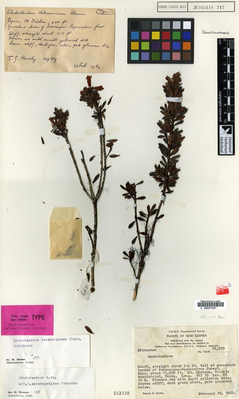 Rhododendron detznerianum