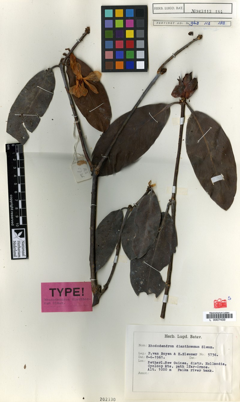 Rhododendron dianthosmum
