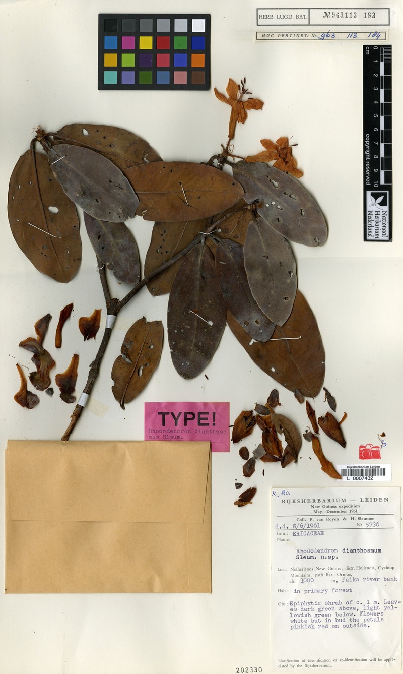 Rhododendron dianthosmum photo 2