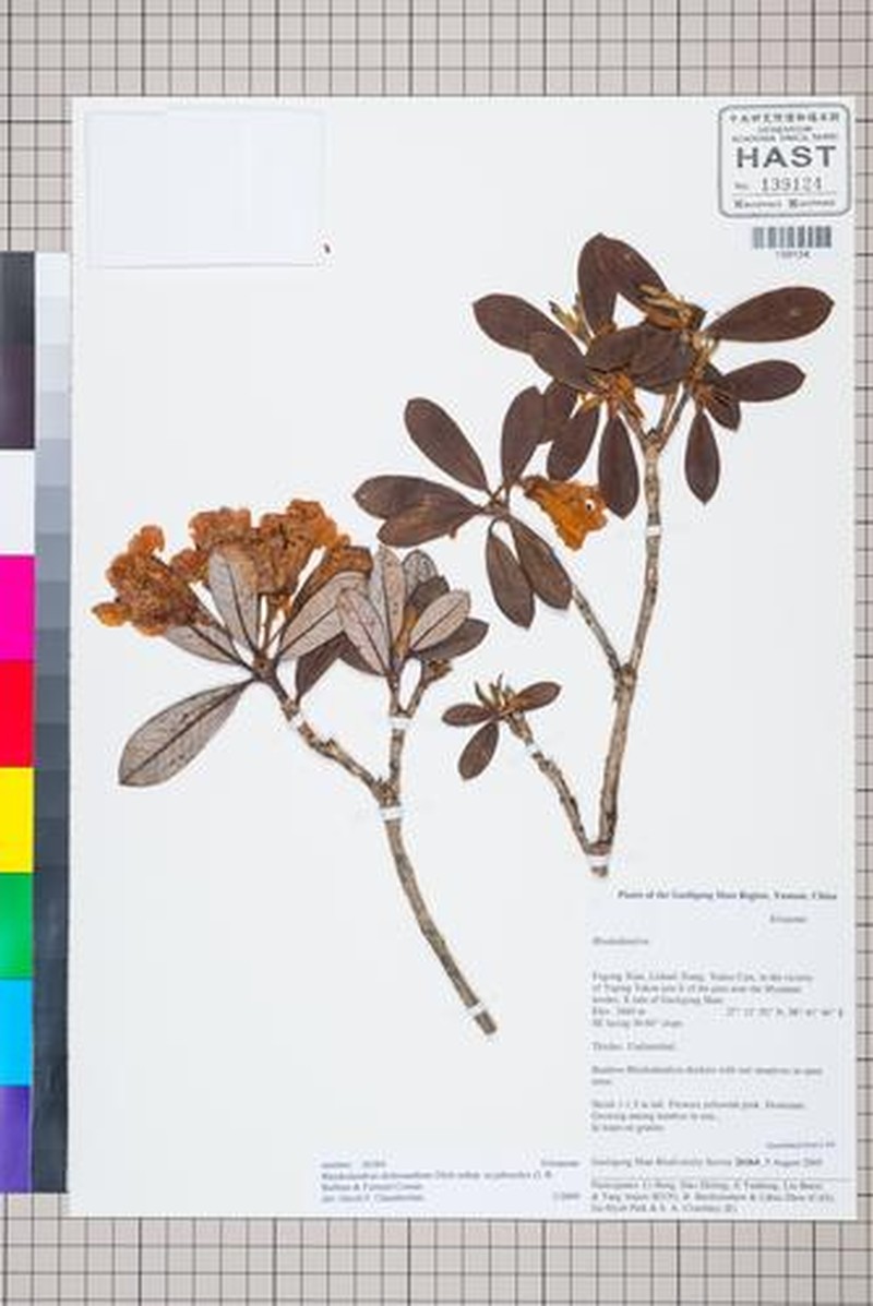 Rhododendron dichroanthum photo 5