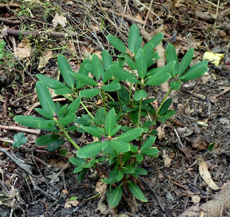Rhododendron dichroanthum subsp. apodectum