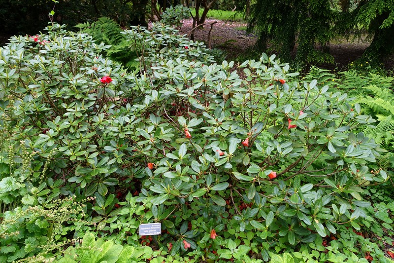 Rhododendron dichroanthum subsp. apodectum photo 2