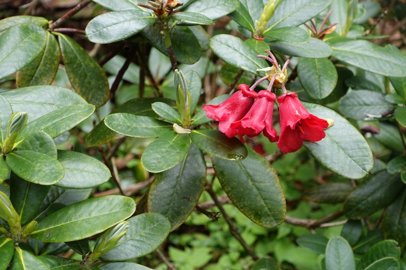 Rhododendron dichroanthum subsp. apodectum photo 3