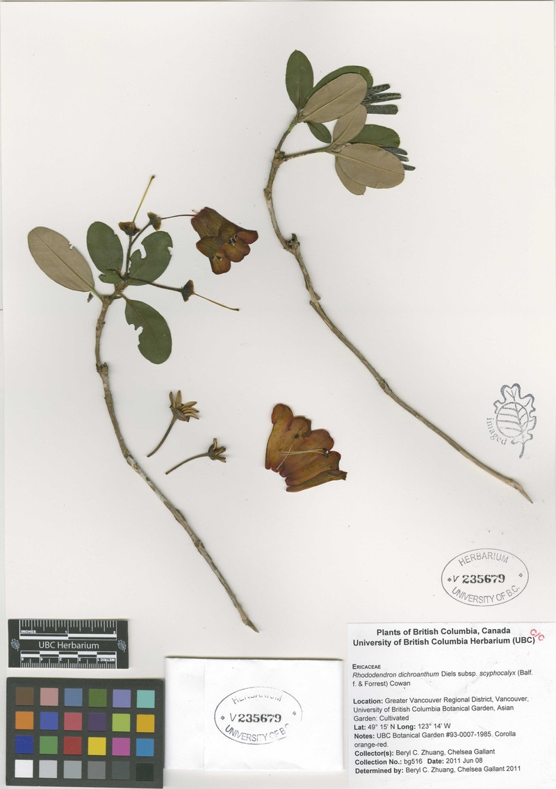 Rhododendron dichroanthum subsp. scyphocalyx