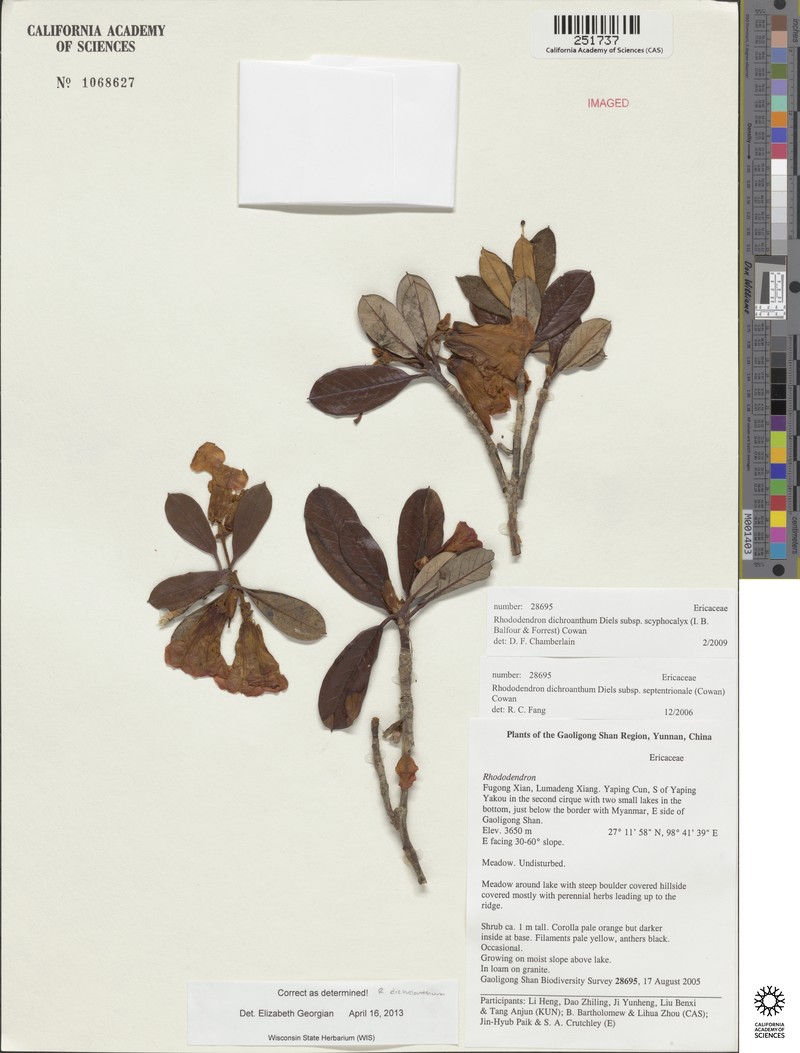 Rhododendron dichroanthum subsp. scyphocalyx photo 2