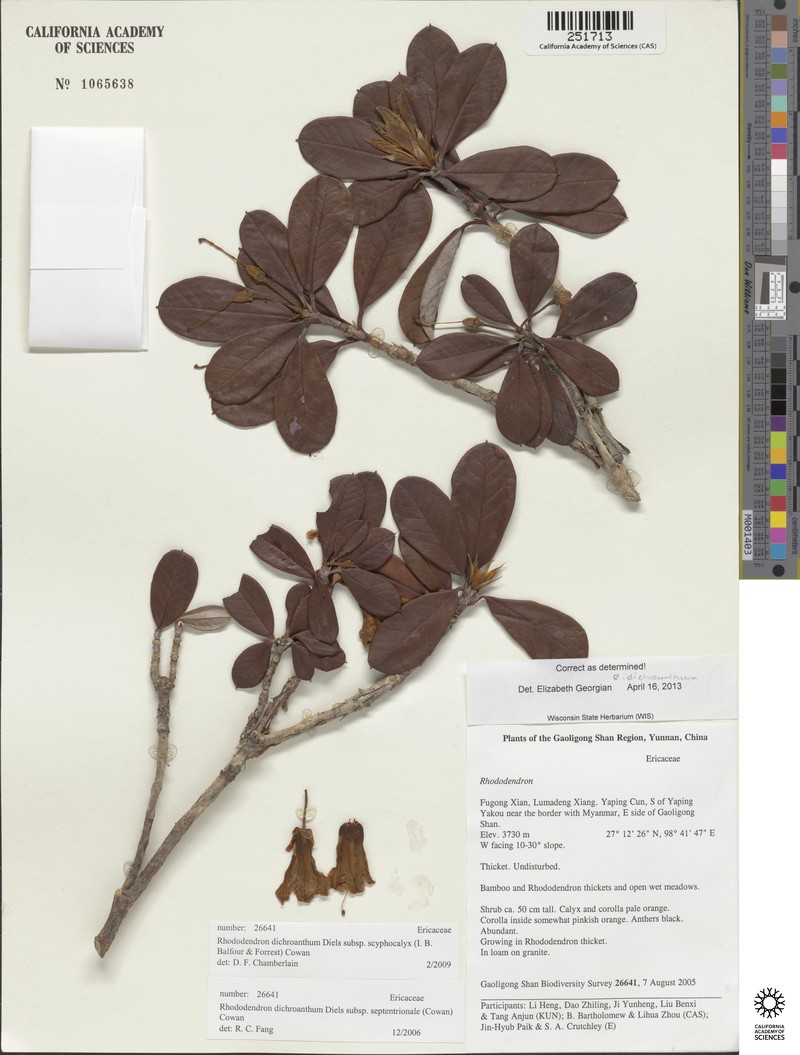 Rhododendron dichroanthum subsp. scyphocalyx photo 3