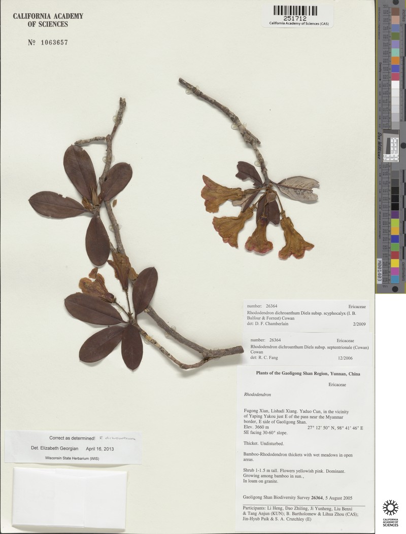 Rhododendron dichroanthum subsp. scyphocalyx photo 4