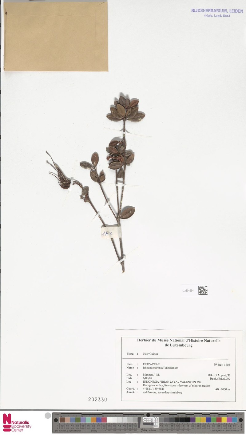 Rhododendron dielsianum photo 3