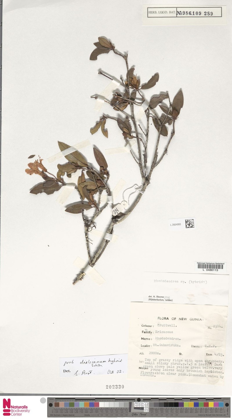 Rhododendron dielsianum photo 5