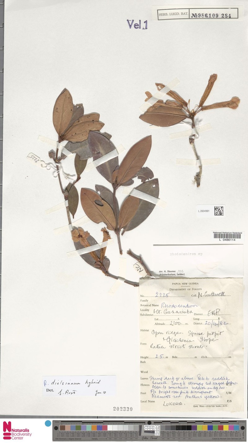 Rhododendron dielsianum photo 8