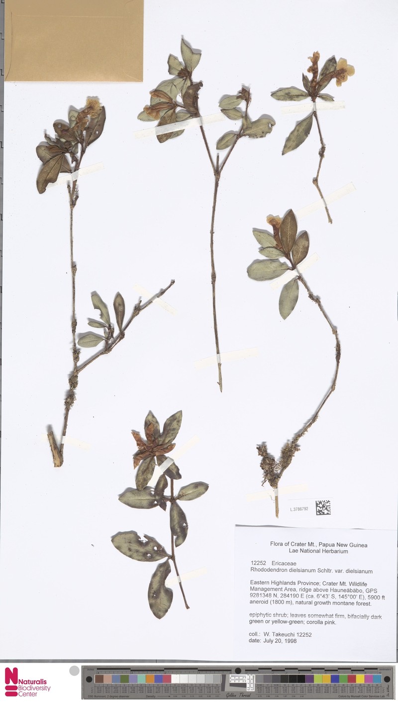 Rhododendron dielsianum var. dielsianum
