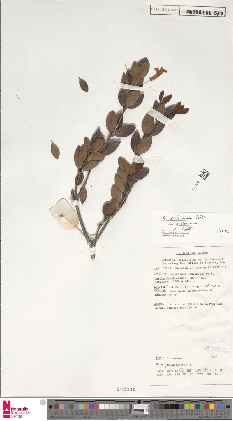 Rhododendron dielsianum var. dielsianum photo 2