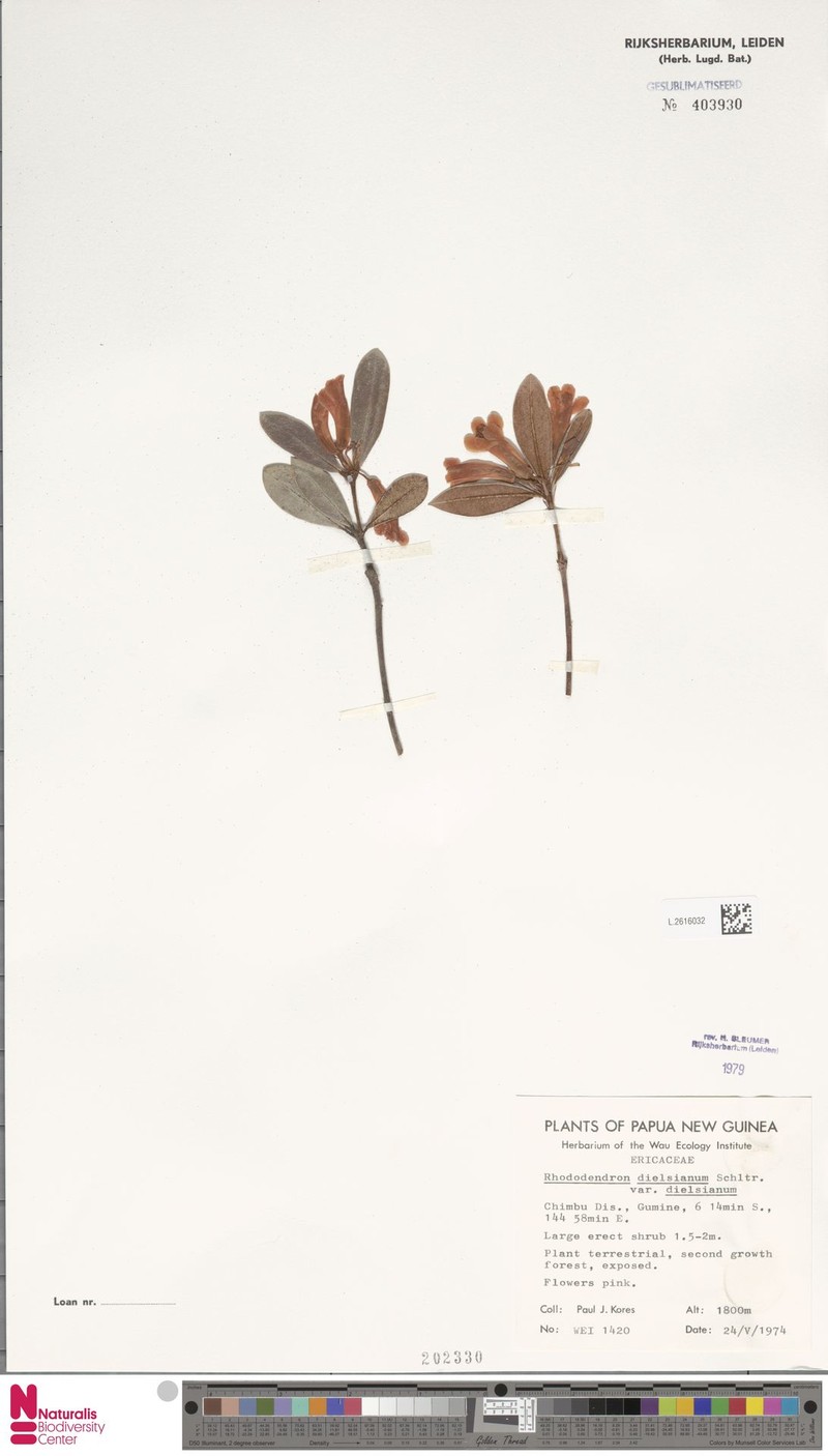 Rhododendron dielsianum var. dielsianum photo 3