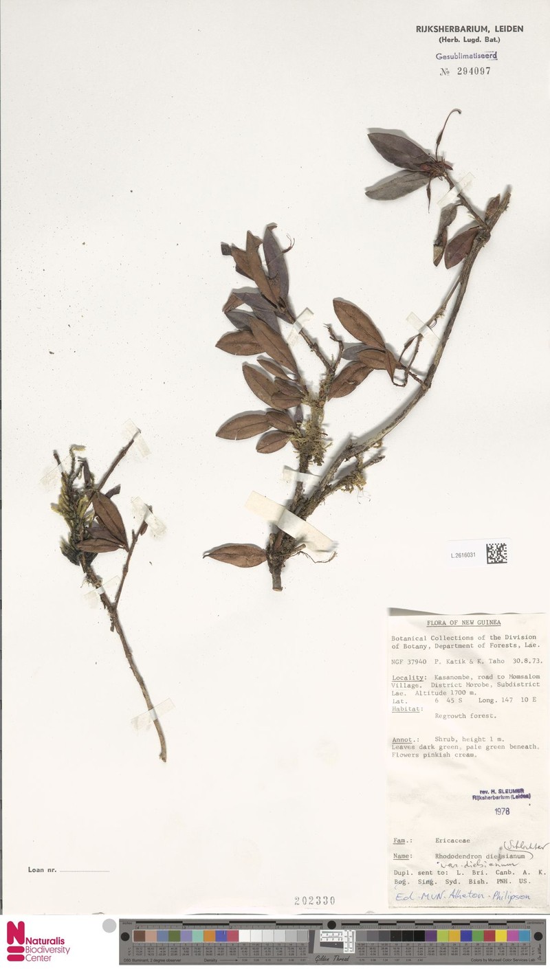 Rhododendron dielsianum var. dielsianum photo 4