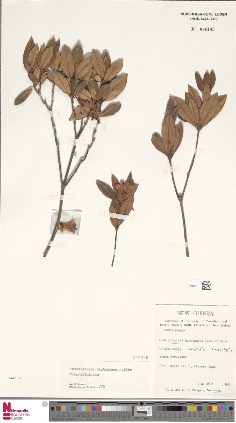 Rhododendron dielsianum var. dielsianum photo 5