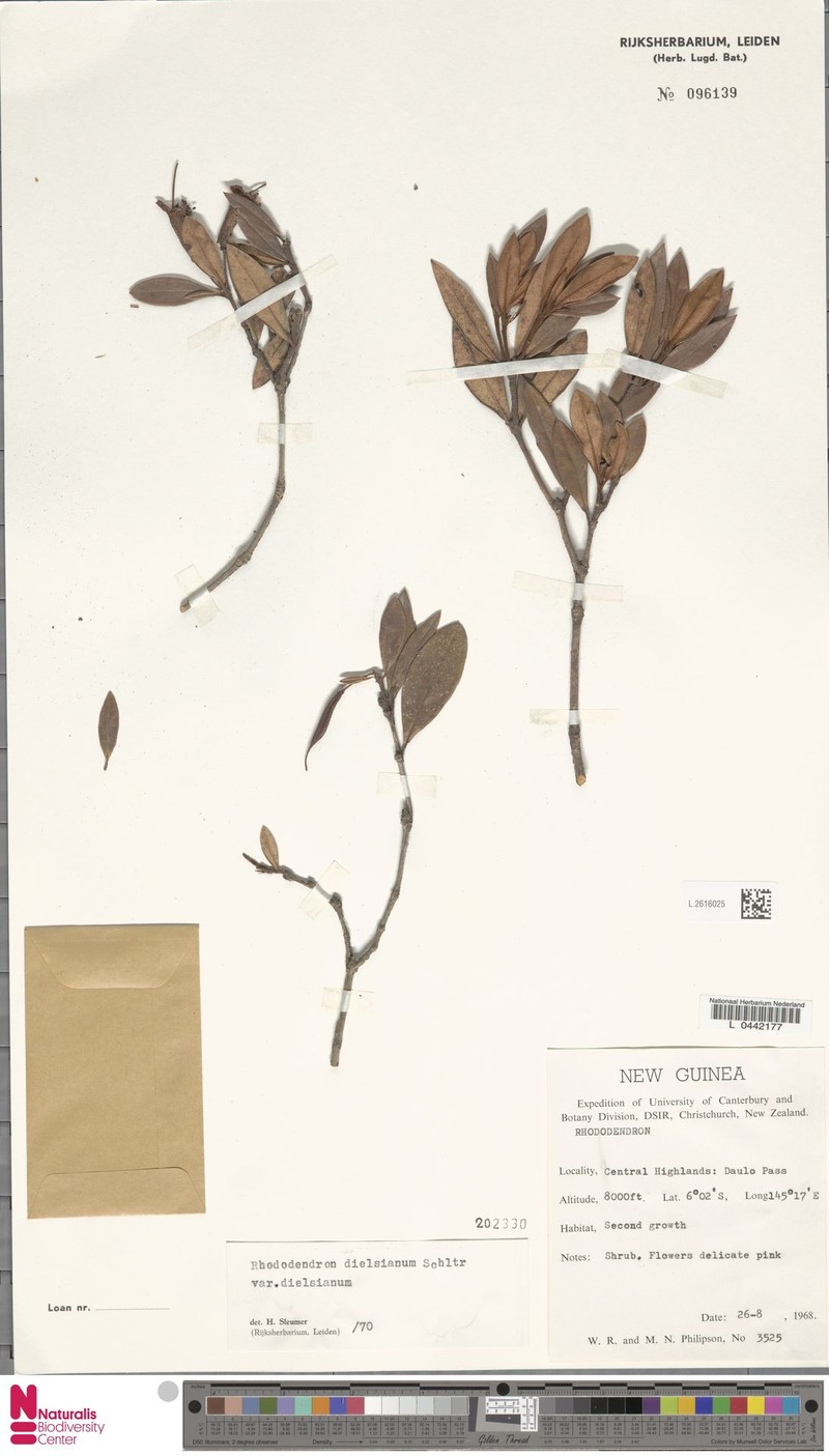 Rhododendron dielsianum var. dielsianum photo 6