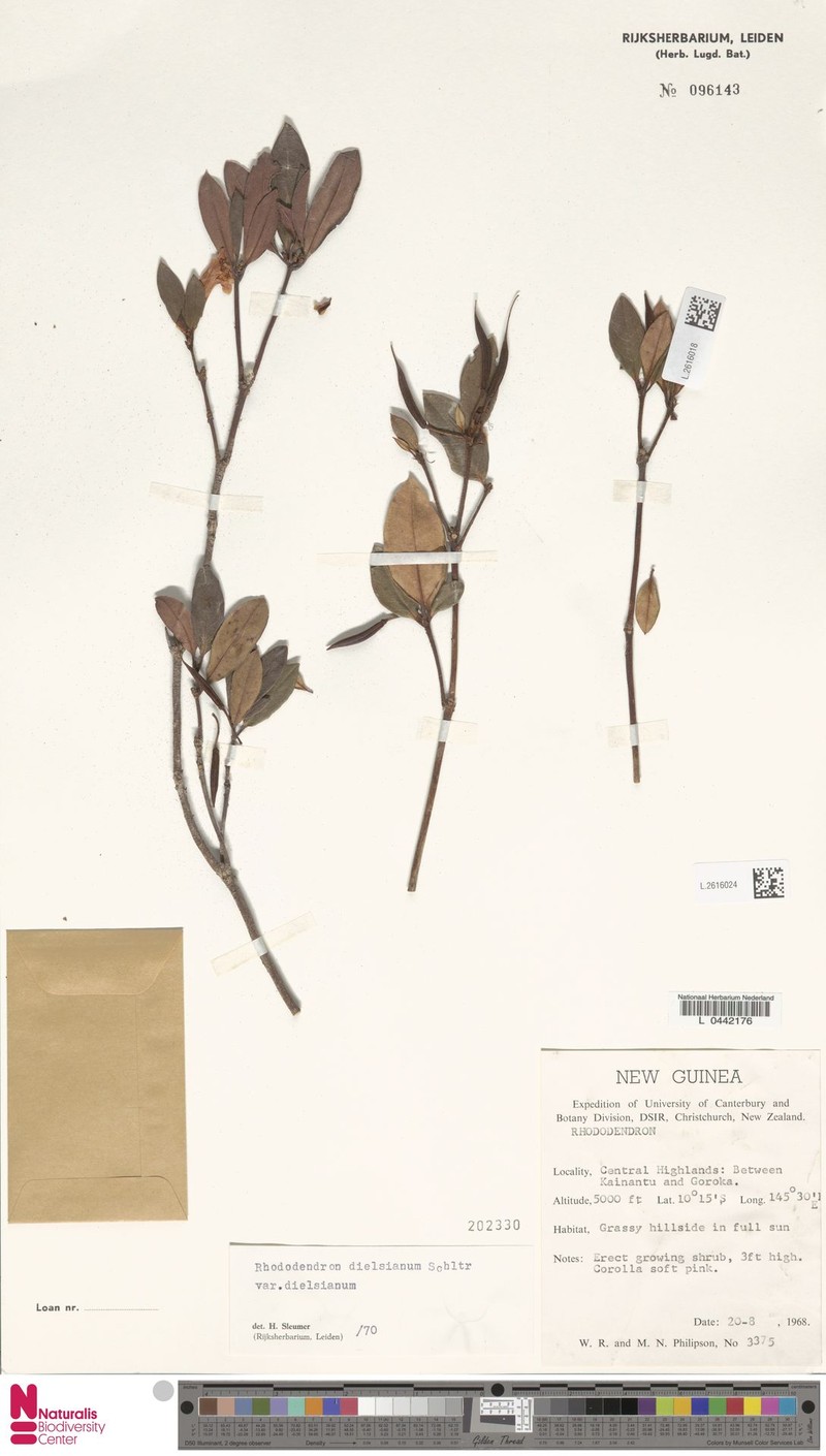 Rhododendron dielsianum var. dielsianum photo 7