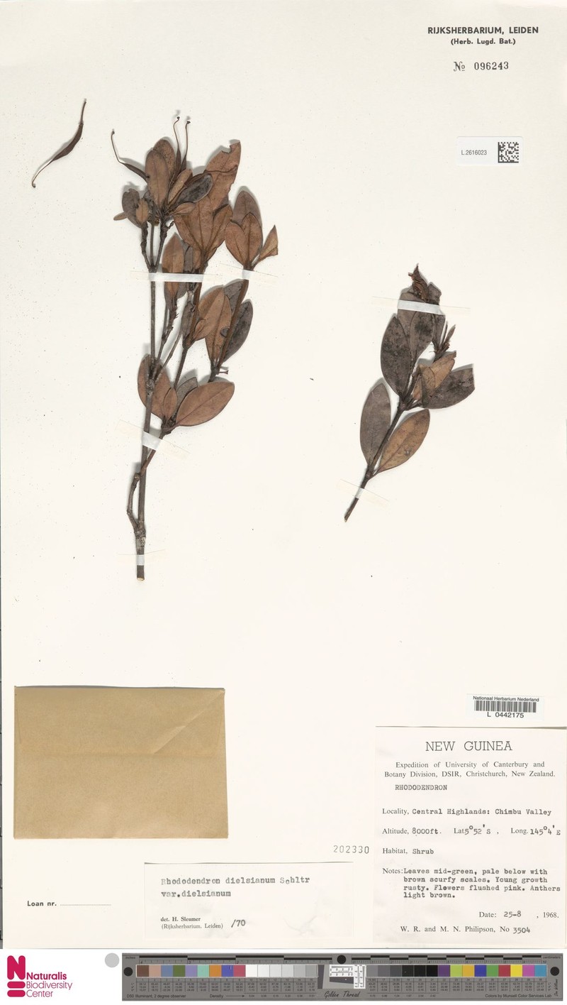 Rhododendron dielsianum var. dielsianum photo 8