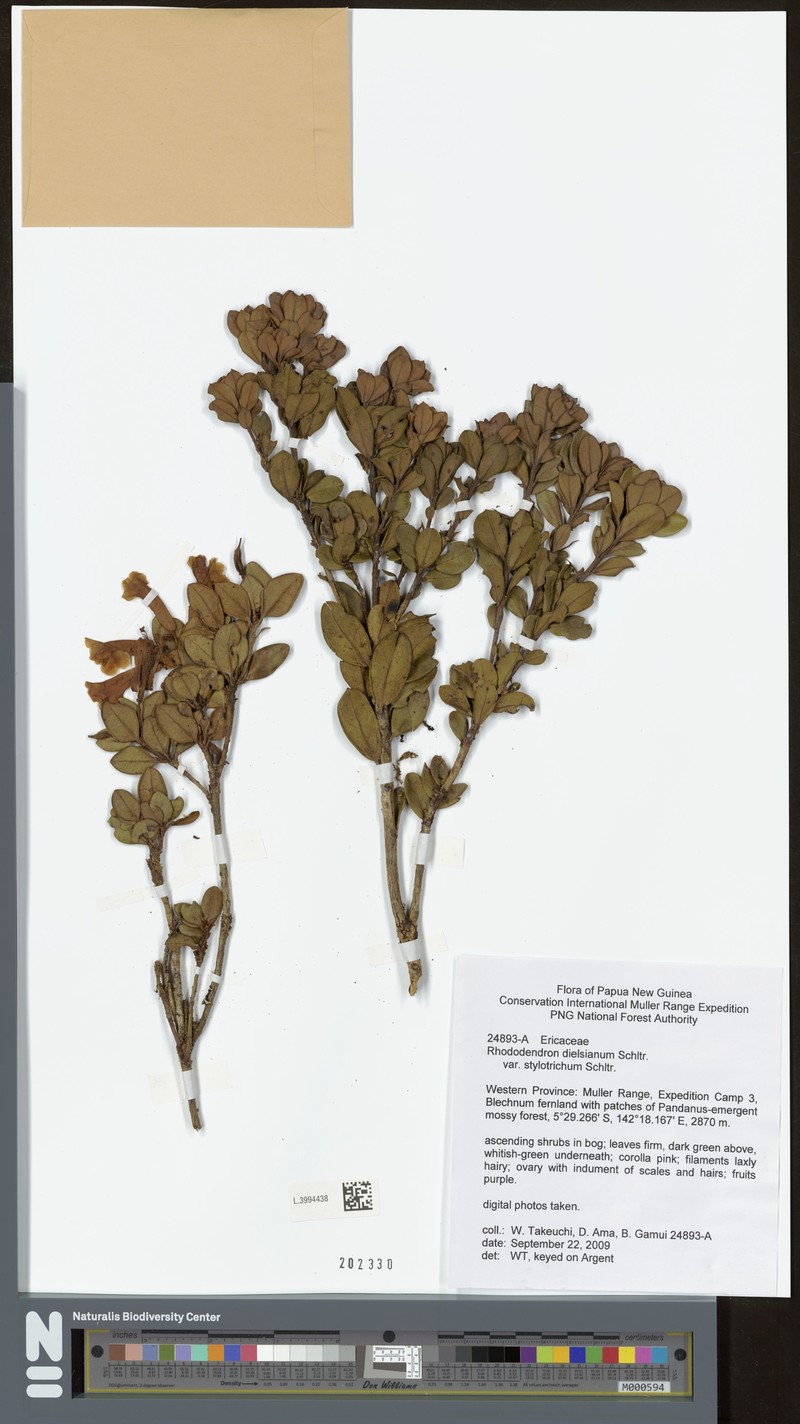 Rhododendron dielsianum var. stylotrichum