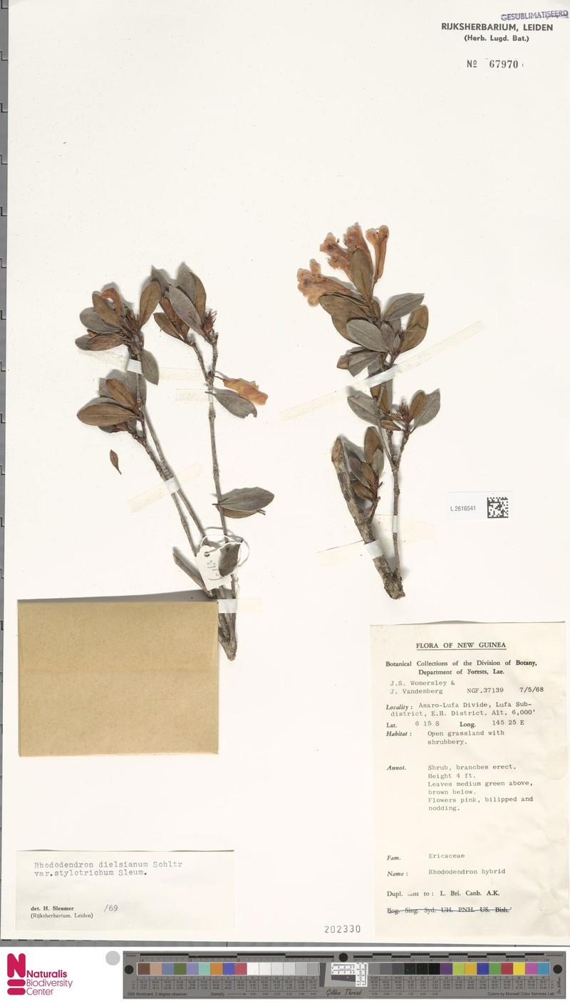 Rhododendron dielsianum var. stylotrichum photo 2