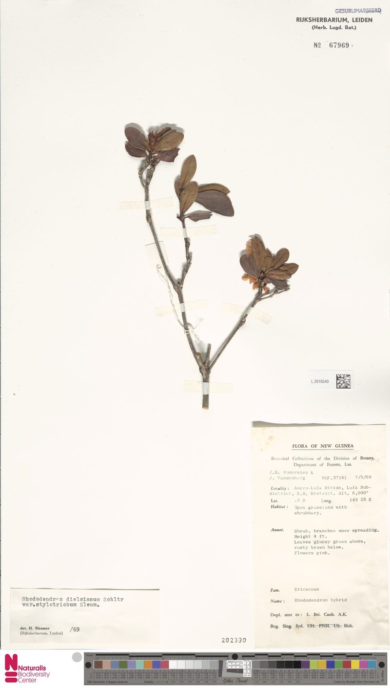 Rhododendron dielsianum var. stylotrichum photo 3