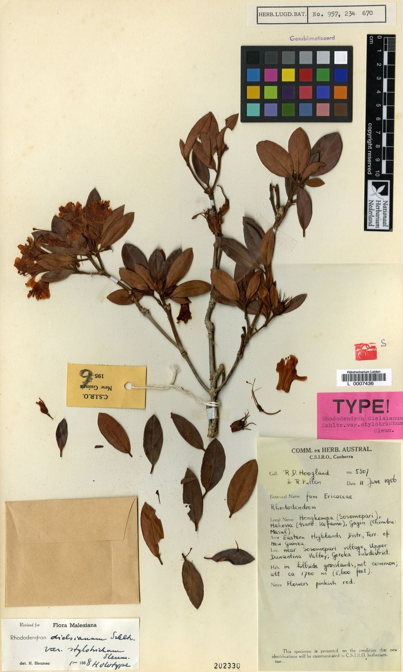 Rhododendron dielsianum var. stylotrichum photo 4