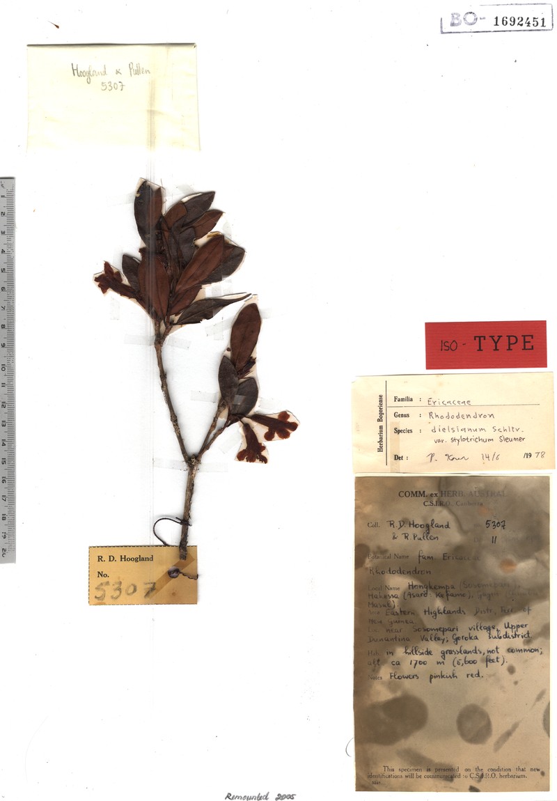 Rhododendron dielsianum var. stylotrichum photo 5
