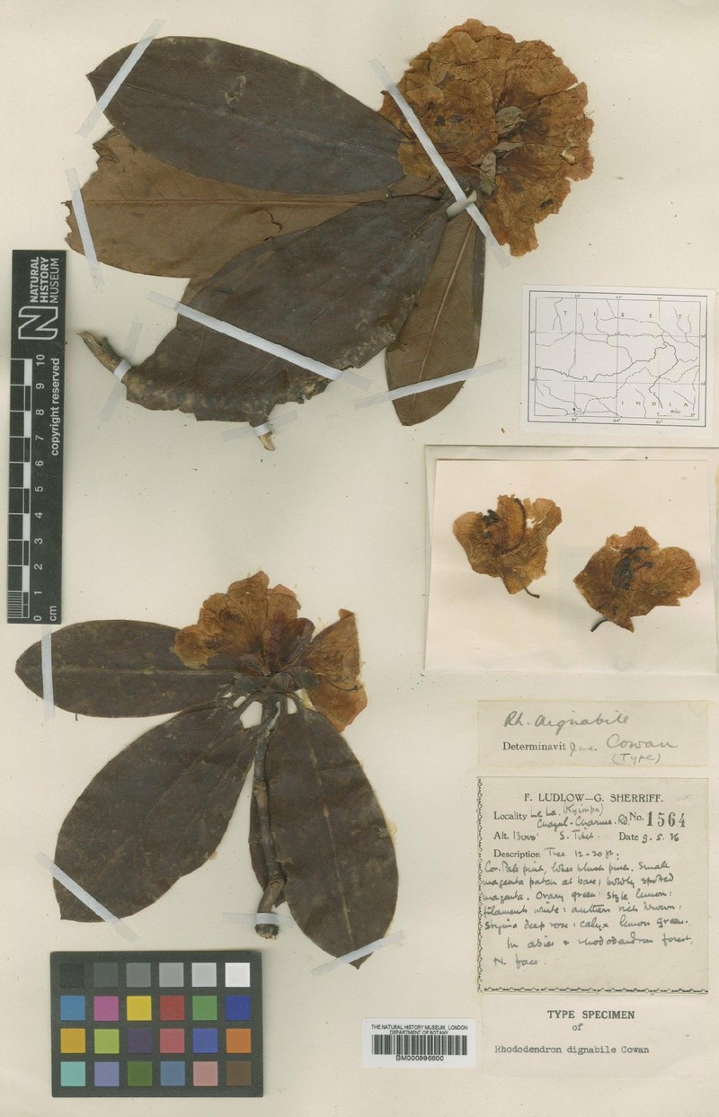 Rhododendron dignabile