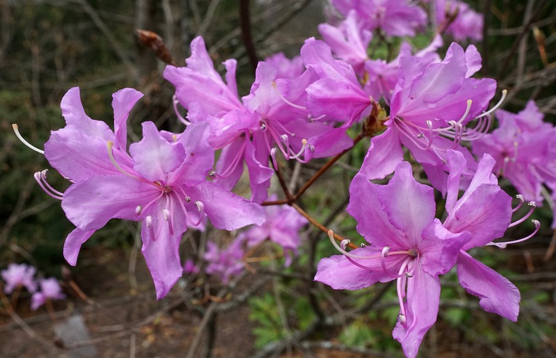 Rhododendron dilatatum