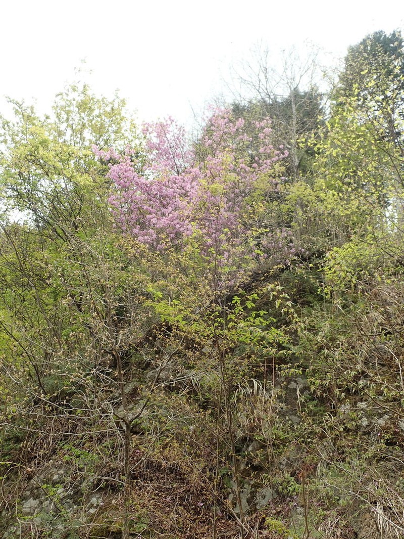 Rhododendron dilatatum photo 2