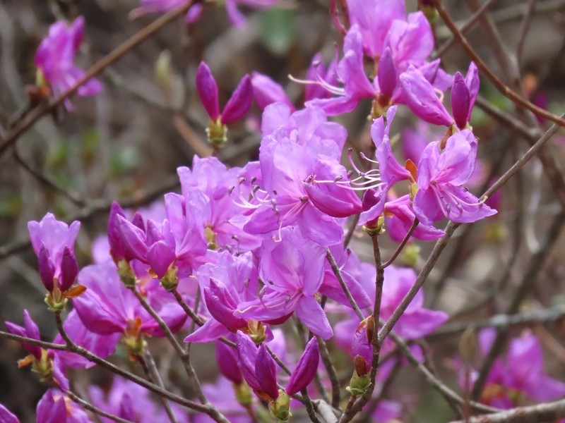 Rhododendron dilatatum photo 3