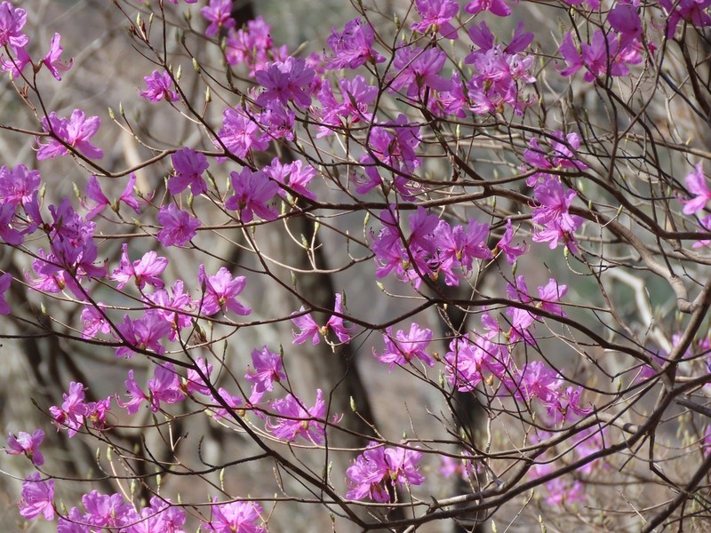 Rhododendron dilatatum photo 4