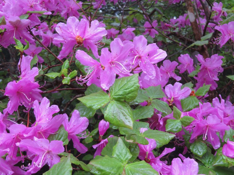 Rhododendron dilatatum photo 6