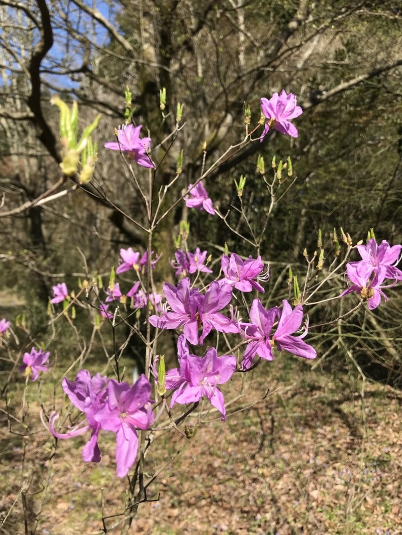 Rhododendron dilatatum photo 7