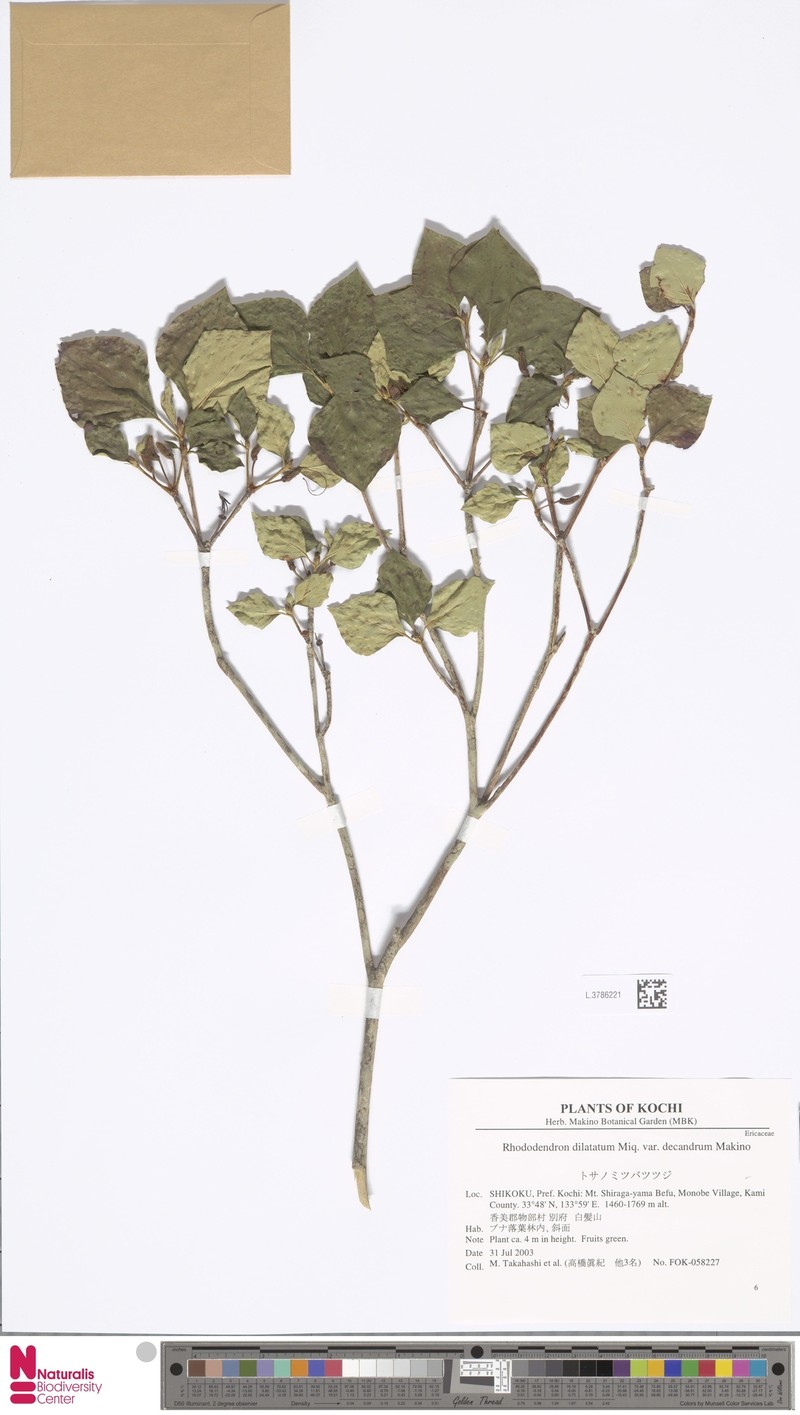 Rhododendron dilatatum var. decandrum