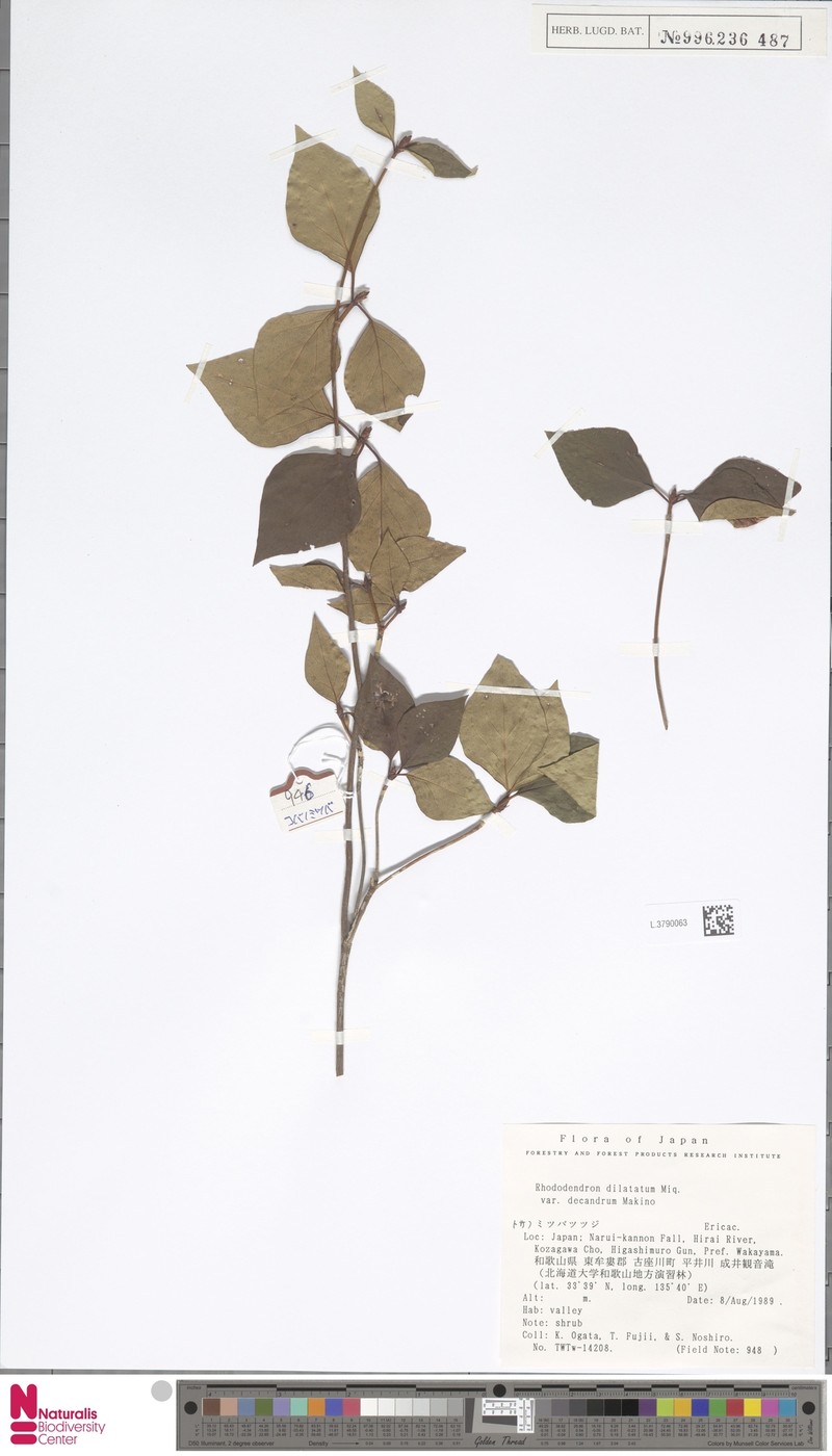 Rhododendron dilatatum var. decandrum photo 2