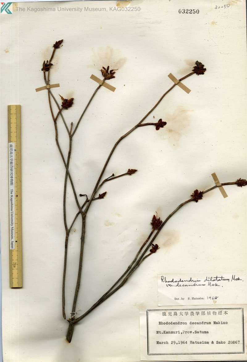 Rhododendron dilatatum var. decandrum photo 3
