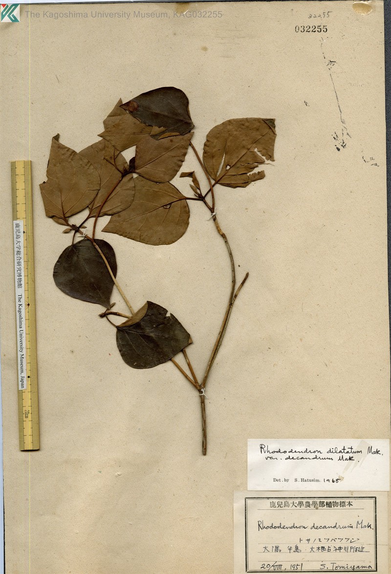 Rhododendron dilatatum var. decandrum photo 4