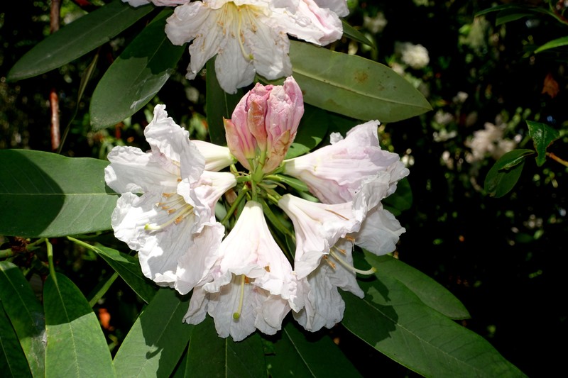 Rhododendron discolor
