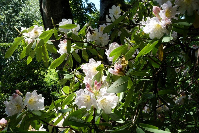 Rhododendron discolor photo 2