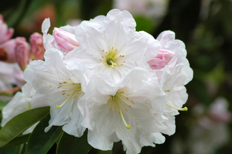 Rhododendron discolor photo 3