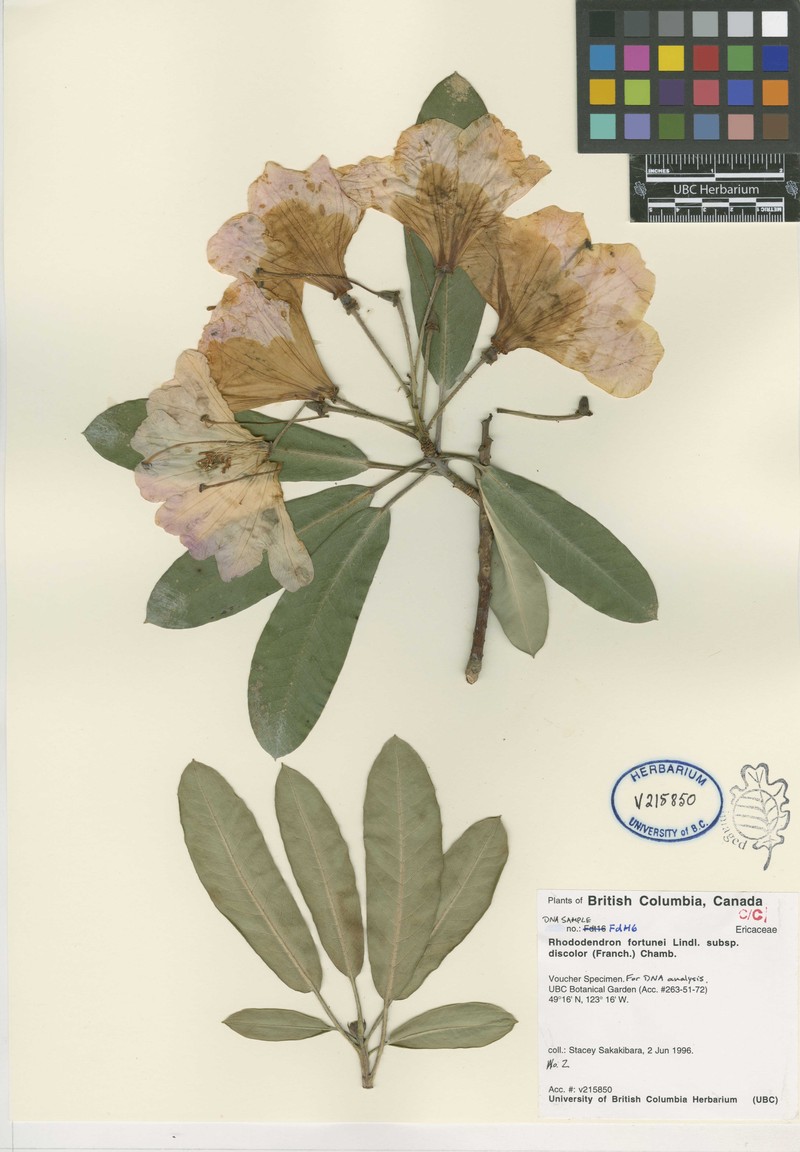Rhododendron discolor photo 4