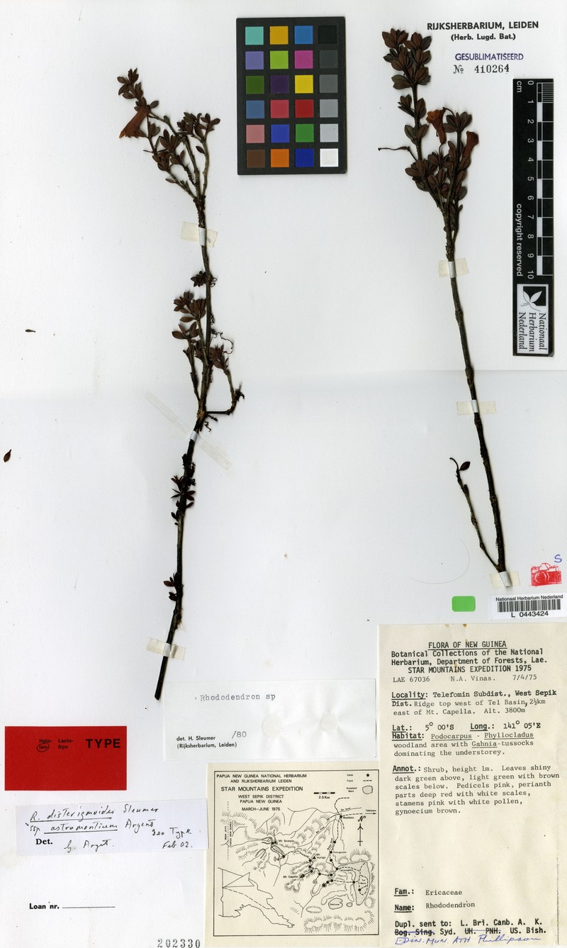 Rhododendron disterigmoides photo 5