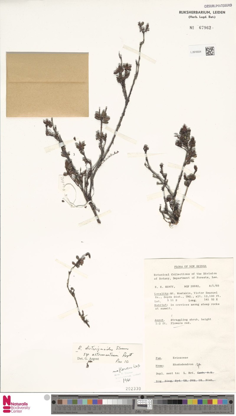 Rhododendron disterigmoides subsp. astromontium photo 2